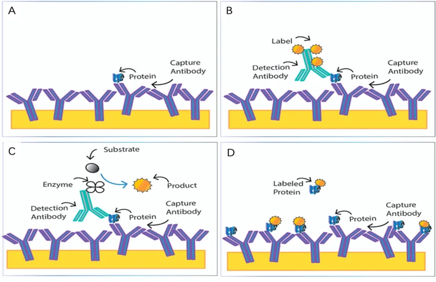 Conventional ELISA